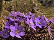 13 Hepatica nobilis